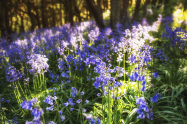 Schottland, Bluebells blühen - SMAF000127