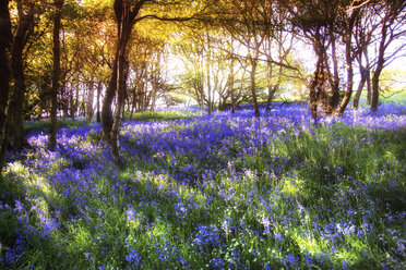 Schottland, Bluebell Blume - SMAF000128