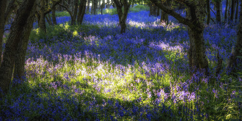 Schottland, Bluebell Blumen - SMAF000129