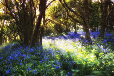 Schottland, Bluebell Blumen - SMAF000130