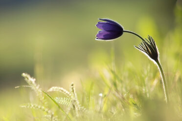 Deutschland, Baden Württemberg, Pulsatilla vulgaris Blume - BSTF000093