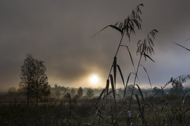 Germany, Bavaria, View of reeds in fog - AMF000545