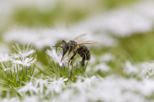 Croatia, Honey bee collecting pollen from flowers - GFF000035