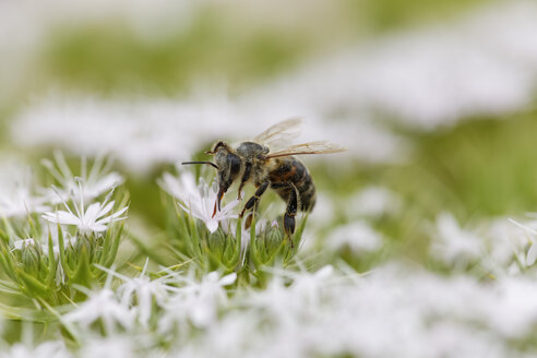 Kroatien, Honigbiene sammelt Pollen von Blumen - GFF000035