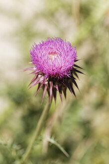 Kroatien, Moschusdistel-Blüte, Nahaufnahme - GFF000036