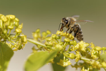 Kroatien, Honigbiene sammelt Pollen von Blumen - GFF000037