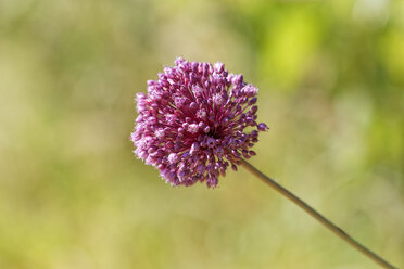 Kroatien, Stern von Persien Blumen, Nahaufnahme - GFF000040