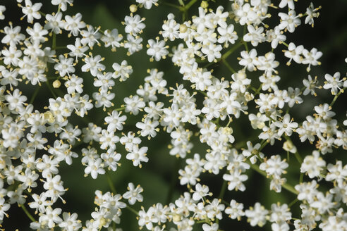 Deutschland, Holunderblüte, Nahaufnahme - JTF000467