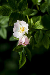 Deutschland, Hundsrosenblüte, Nahaufnahme - JTF000465