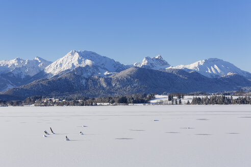 Deutschland, Bayern, Blick auf den Hopfensee und die Tannheimer Berge - SIEF003971