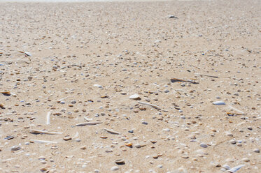 Dänemark, Romo, Muscheln auf Sand in der Nordsee - MJF000248