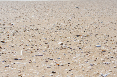 Dänemark, Romo, Muscheln auf Sand in der Nordsee - MJF000248