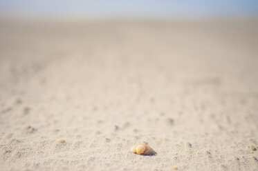 Dänemark, Romo, Shell auf Sand in der Nordsee - MJF000252