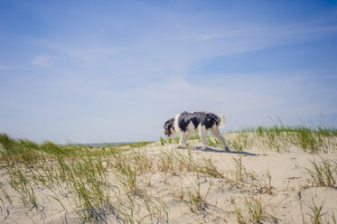 Denmark, Romo, Dog standing at North Sea - MJF000270