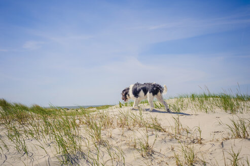 Dänemark, Romo, Hund stehend an der Nordsee - MJF000270