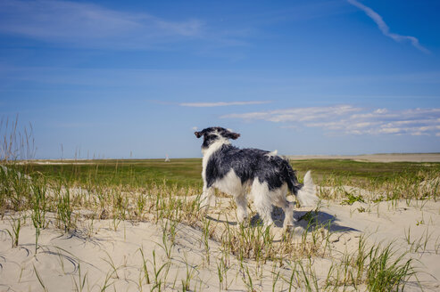 Dänemark, Romo, Hund stehend an der Nordsee - MJF000271