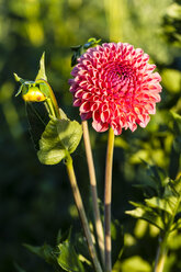 Deutschland, Hessen, Dahlienblüte, Nahaufnahme - SR000278