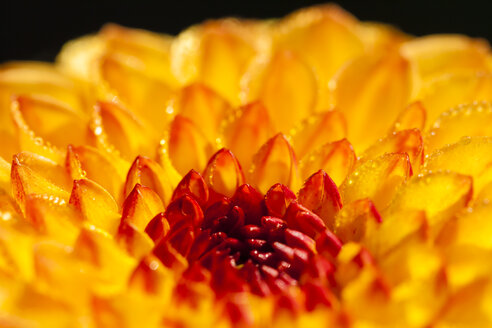Germany, Hesse, Dahlia flower, close up - SR000280
