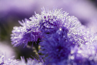 Deutschland, Hessen, Wassertropfen auf Ageratum-Blüten, Nahaufnahme - SR000282