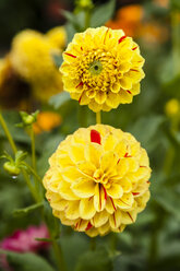 Germany, Hesse, Dahlia flowers, close up - SR000283