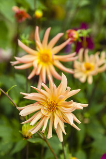 Deutschland, Hessen, Dahlienblüten, Nahaufnahme - SR000285