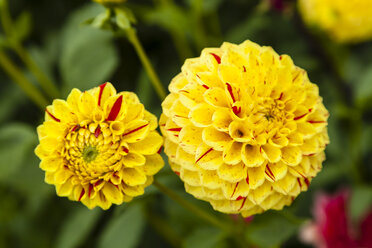 Deutschland, Hessen, Dahlienblüten, Nahaufnahme - SR000286