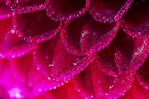 Germany, Hesse, Dahlia flower head, close up stock photo