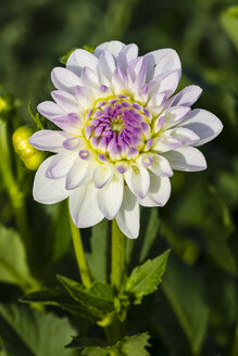 Germany, Hesse, Dahlia flower, close up - SR000290
