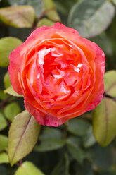 Germany, Hesse, Rose flower, close up - SR000291