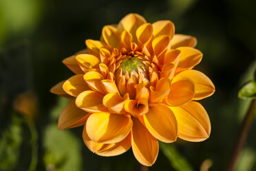 Germany, Hesse, Dahlia flower head, close up - SR000293