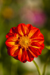 Germany, Hesse, Dahlia flower head, close up - SR000294