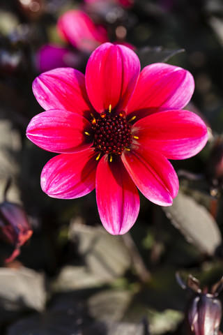 Deutschland, Hessen, Dahlienblüte, Nahaufnahme, lizenzfreies Stockfoto