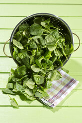 Spilt sieve of spinach leaves, close up - MAEF006863