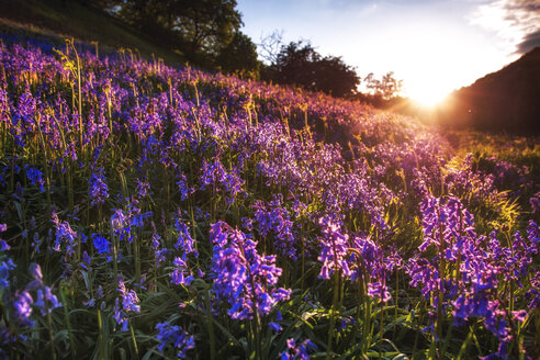 UK, Schottland, Blick auf Glockenblumen bei Sonnenaufgang - SMAF000142