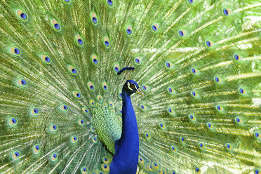 Spanien, Mallorca, Pfau, Nahaufnahme - STDF000009