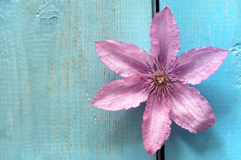 Clematisblüte auf Holztisch, Nahaufnahme - OD000142