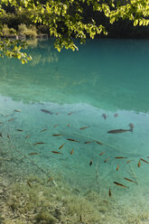 Kroatien, Karlovac, Fischschwarm im Nationalpark Plitvicer Seen - GF000058