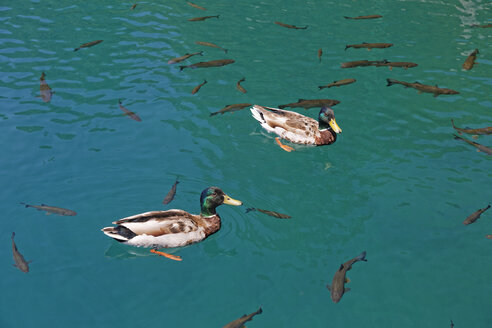 Kroatien, Karlovac, Fische und Abenddämmerung im Nationalpark Plitvicer Seen - GF000070