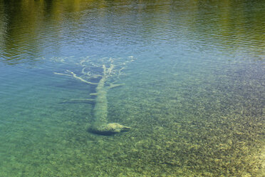 Kroatien, Karlovac, Umgestürzter Baum im Nationalpark Plitvicer Seen - GF000078