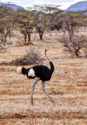 Afrika,Kenia, Afrikanischer Strauß im Samburu-Nationalreservat - AMF000603