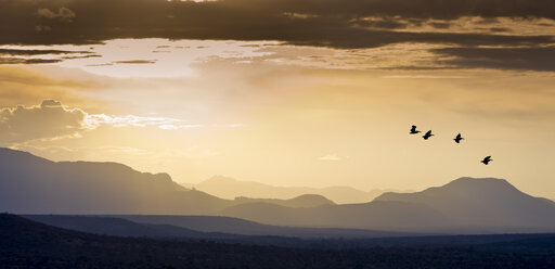 Afrika, Kenia, Blick auf fliegende Vögel im Samburu-Nationalpark - AMF000605