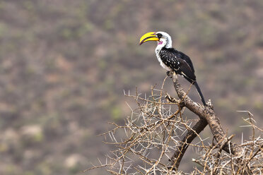 Afrika, Kenia, Blick auf den Gelbschnabel-Hornvogel im Samburu-Nationalreservat - AMF000606