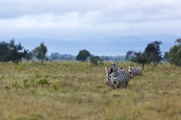 Afrika,Kenia, Blick auf Burchell's Zebra im Lake Nakuru National Park - AMF000610