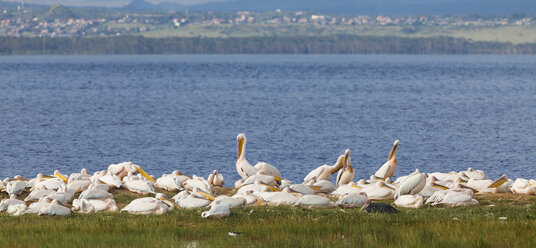 Afrika,Kenia,Blick auf weiße Pelikane im Lake Nakuru National Park - AMF000611