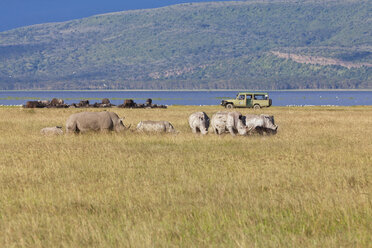 Afrika,Kenia, Blick auf Breitmaulnashörner im Lake Nakuru National Park - AM000612