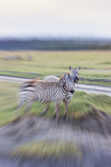 Afrika, Kenia, Blick auf Burchell's Zebra im Lake Nakuru National Park - AMF000613