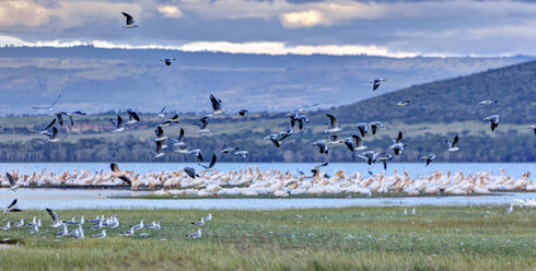 Africa, Kenya, View of Grey-headed Gulls and white pelicans at Lake Nakuru National Park - AMF000614