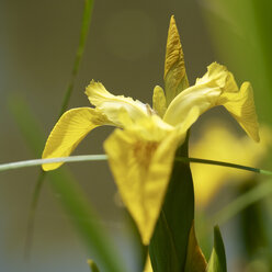 Germany, Hesse, Iris Pseudacorus flower, close up - MH000194