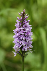 Austria, Early purple orchid, close up - GFF000096