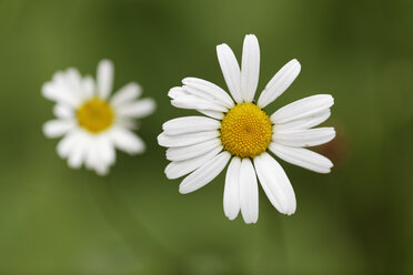 Österreich, Wiesenschaumkraut, Nahaufnahme - GFF000095